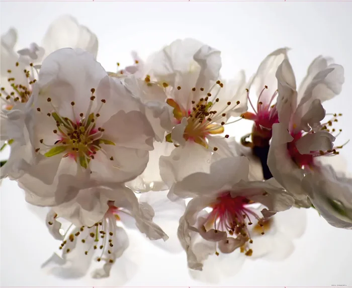 fotomural flores blanco y rosa de Sanders & Sanders – 600459