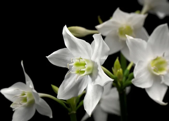 fotomural flores negro, blanco y amarillo de Sanders & Sanders – 612275
