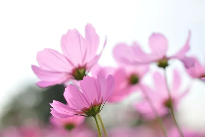 fotomural flores silvestres rosa de ESTAhome – 159309