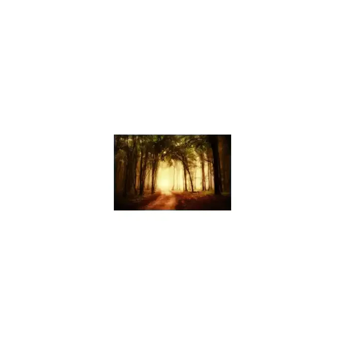 Fotomural Floresta do Outono FPR029, 100cm. x 65cm., Vinilo Autoadhesivo Mate, Todo Color, Original, 0x0x0x0 cm.