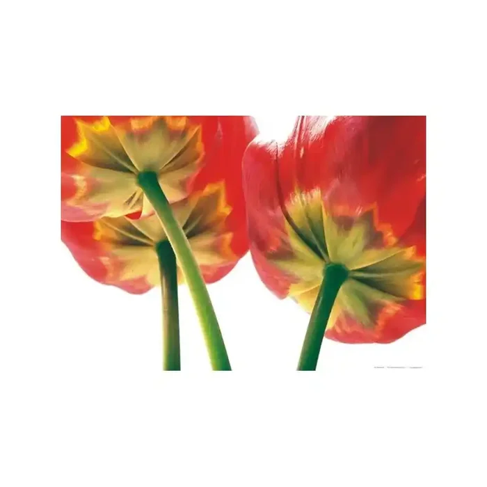 Fotomural FLOWERS