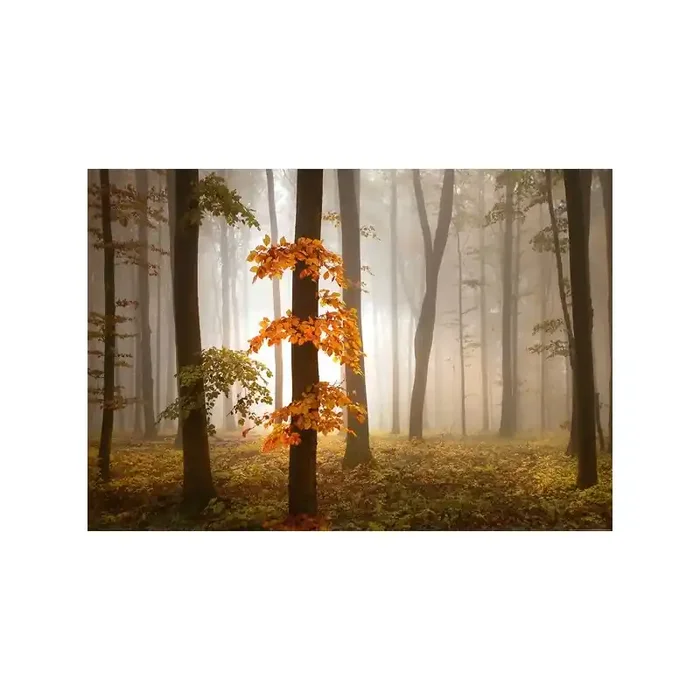 Fotomural FOGGY AUTUMN FOREST