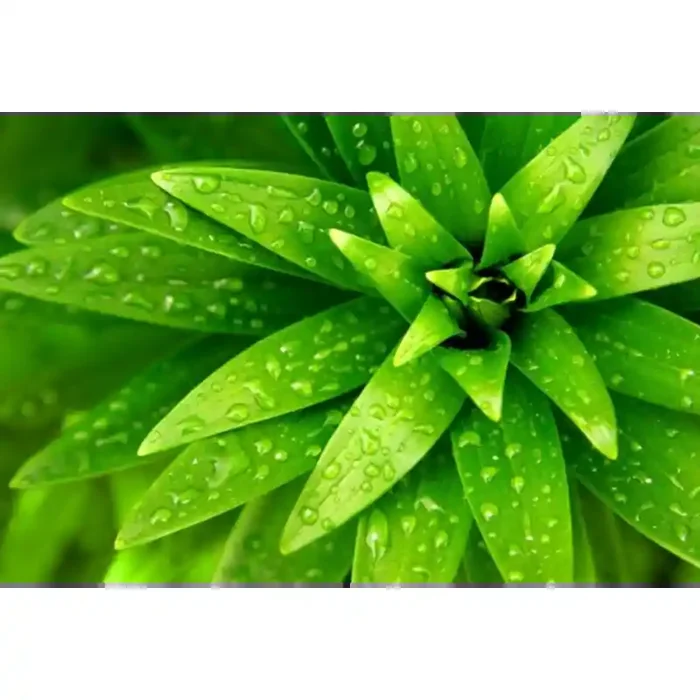 Fotomural Follaje Verde FNA002, 100cm. x 67cm., Vinilo Autoadhesivo Mate, Todo Color, Original, 0x0x0x0 cm.