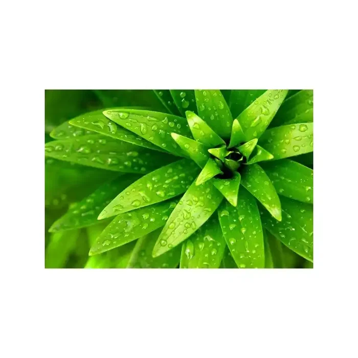 Fotomural Follaje Verde FNA002