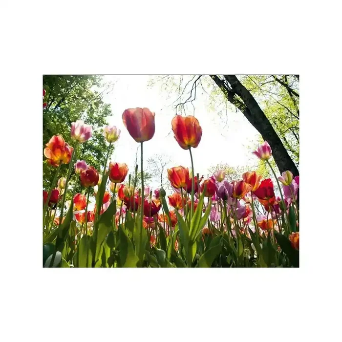 Fotomural FOREST GLADE FT-0120