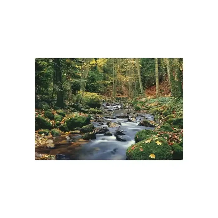 Fotomural FOREST STREAM