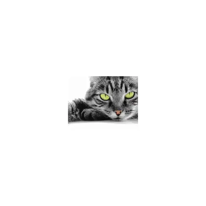 Fotomural Gato FAN004, 100cm. x 75cm., Vinilo Autoadhesivo Mate, Todo Color, Original, 0x0x0x0 cm.