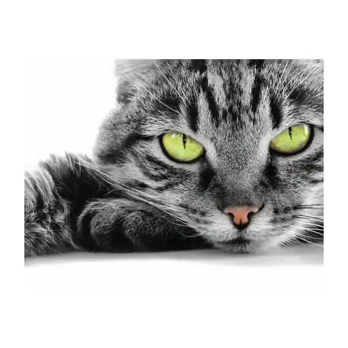 Fotomural Gato FAN004, 100cm. x 75cm., Vinilo Autoadhesivo Mate, Todo Color, Original, 0x0x0x0 cm.