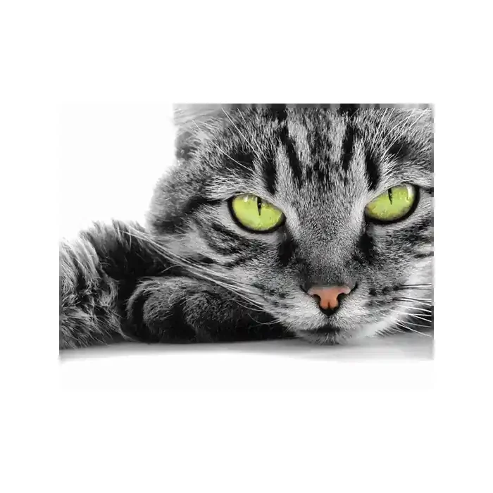 Fotomural Gato FAN004, 150cm. x 112.5cm., Vinilo Autoadhesivo Mate, Todo Color, Original, 0x0x0x0 cm.