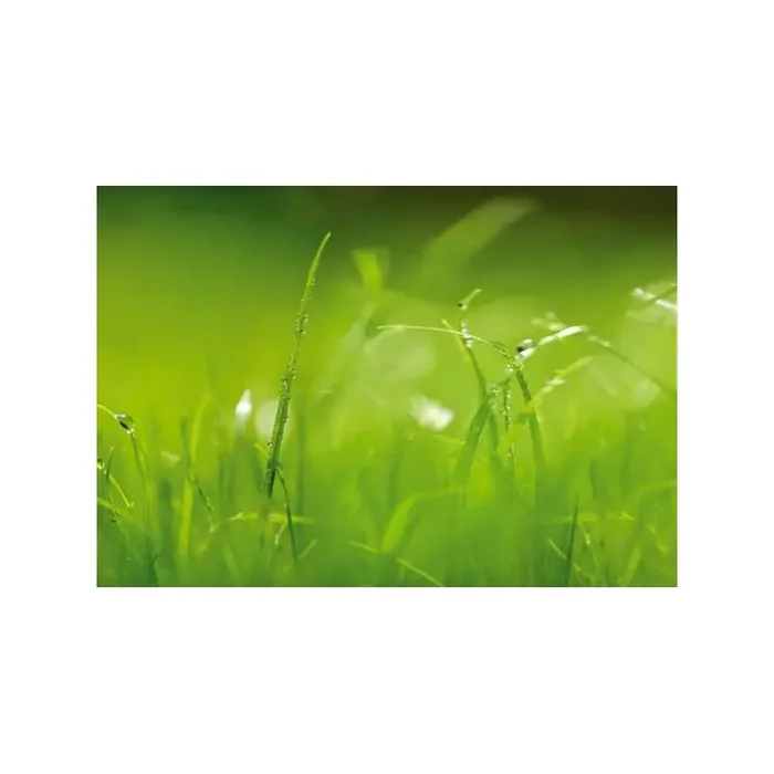 Fotomural GREEN