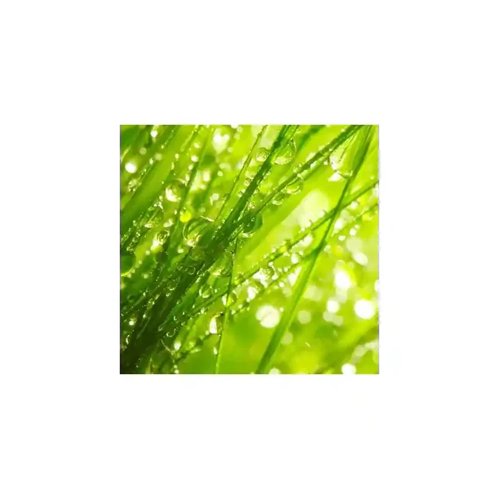 Fotomural Hierba Fresca FNA004, 100cm. x 97cm., Vinilo Autoadhesivo Mate, Todo Color, Original, 1.68x0x29.59×0 cm.