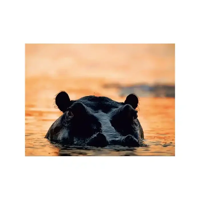 Fotomural HIPPOPOTAMU FT-0114