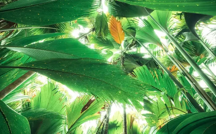 fotomural hojas de la selva verde de Sanders & Sanders – 612619