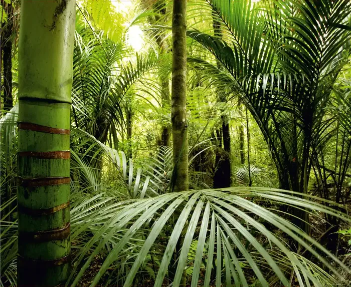 fotomural jungla verde de Sanders & Sanders – 600477