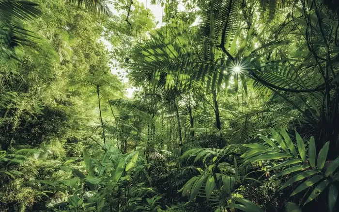 fotomural jungla verde de Sanders & Sanders – 612523