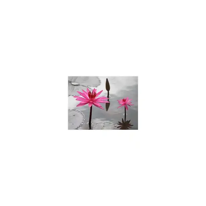 Fotomural Lrios FFL006, 100cm. x 77cm., Vinilo Autoadhesivo Mate, Todo Color, Original, 0x0x0x0 cm.