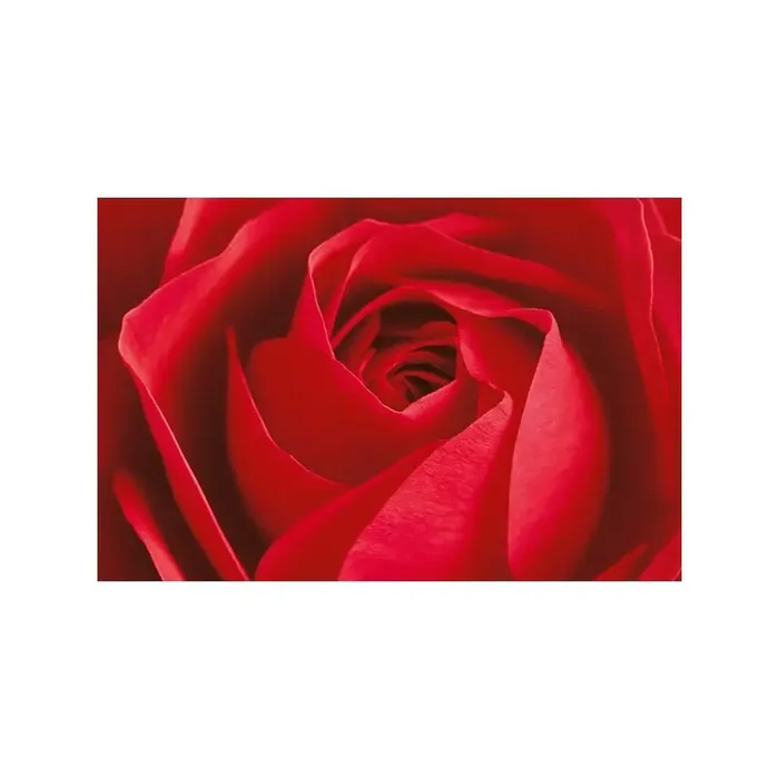Fotomural L‘IMPORTANT C‘EST LA ROSE 680