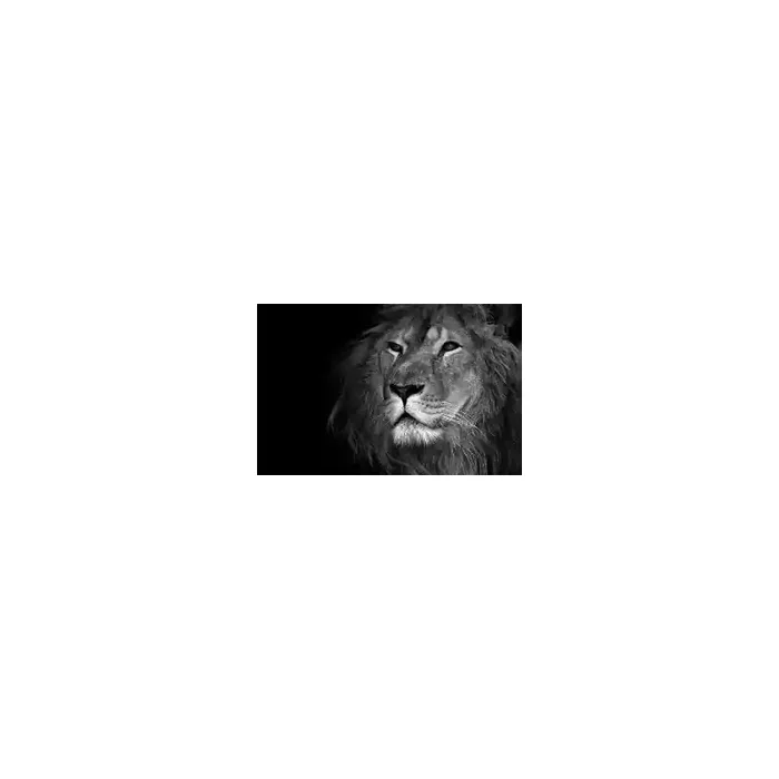 Fotomural Leon FAN012, 150cm. x 100.5cm., Vinilo Autoadhesivo Mate, Blanco y Negro, Original, 0x0x0x0 cm.