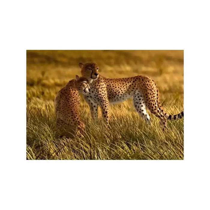 Fotomural LEOPARDS