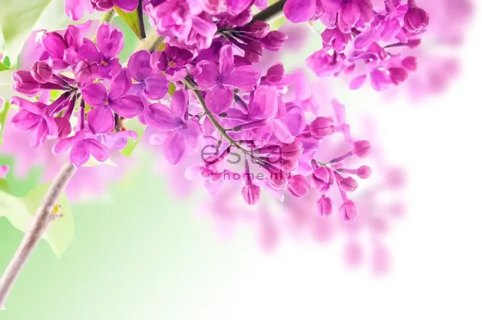 fotomural lilas rosa de ESTAhome – 158010