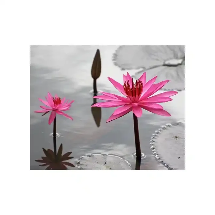 Fotomural Lirios Rosas FFL006, 300cm. x 240cm., Vinilo Autoadhesivo Mate, Todo Color, Invertir, 5.94x0x5.94×0 cm.