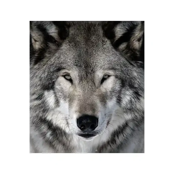 Fotomural Lobo FAN023, 100cm. x 114cm., Vinilo Autoadhesivo Mate, Todo Color, Invertir, 0x0.14x0x0.14 cm.