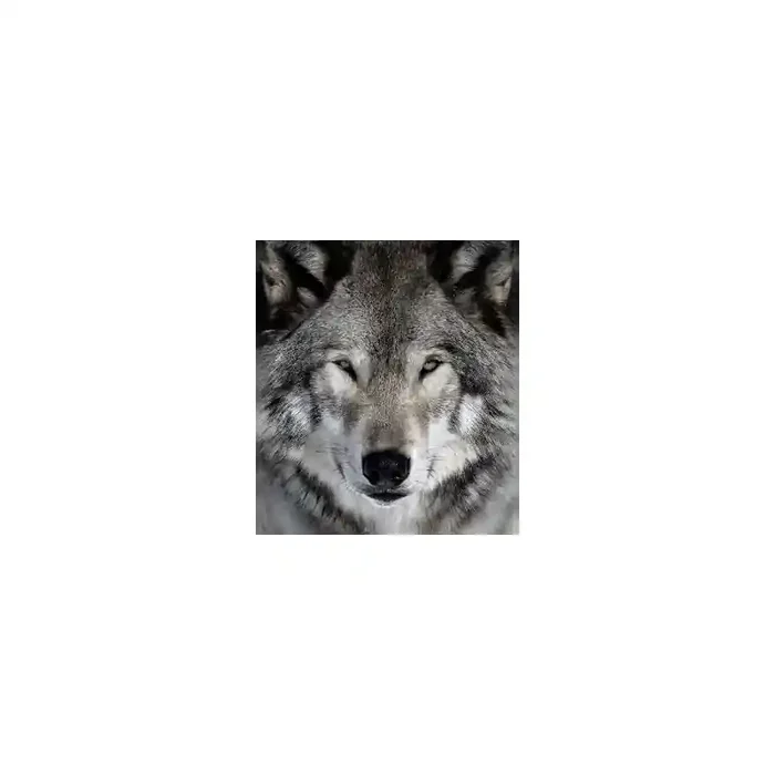 Fotomural Lobo FAN023, 100cm. x 114cm., Vinilo Autoadhesivo Mate, Todo Color, Original, 0x0x0x0 cm.