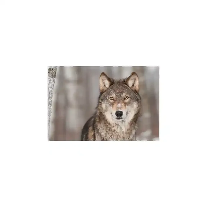 Fotomural Lobo FAN032, 150cm. x 100.5cm., Vinilo Autoadhesivo Mate, Todo Color, Original, 0x0x0x0 cm.