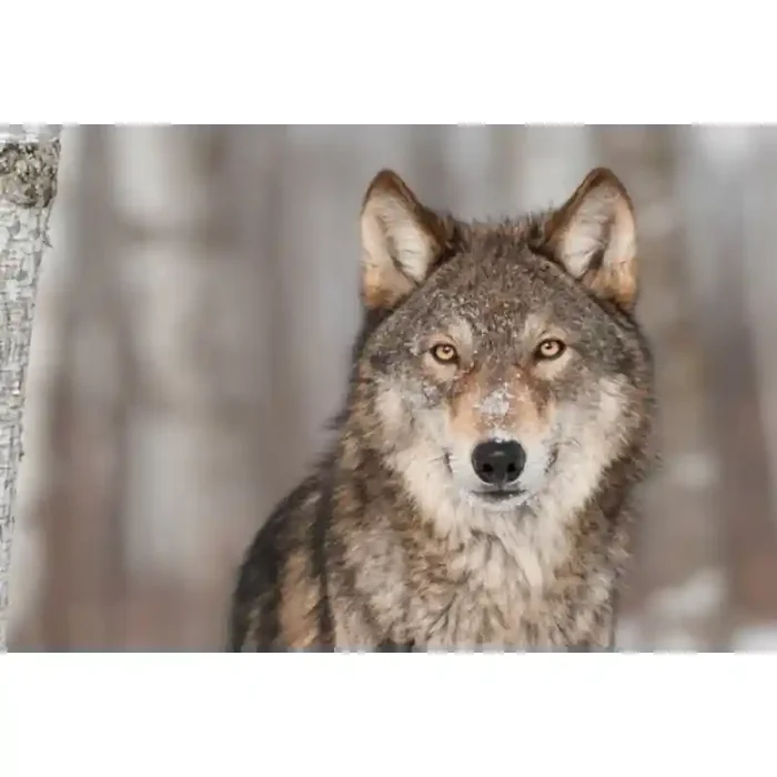 Fotomural Lobo FAN032, 155cm. x 103.1cm., Vinilo Autoadhesivo Mate, Todo Color, Original, 0x0x0x0 cm.