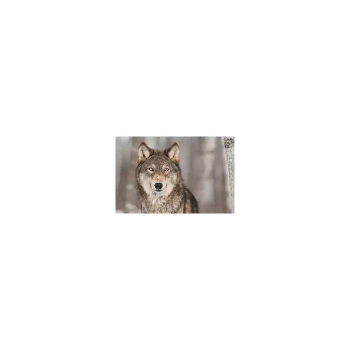 Fotomural Lobo FAN032, 156.7cm. x 105cm., Vinilo Autoadhesivo Mate, Todo Color, Invertir, 0x0x0x0 cm.