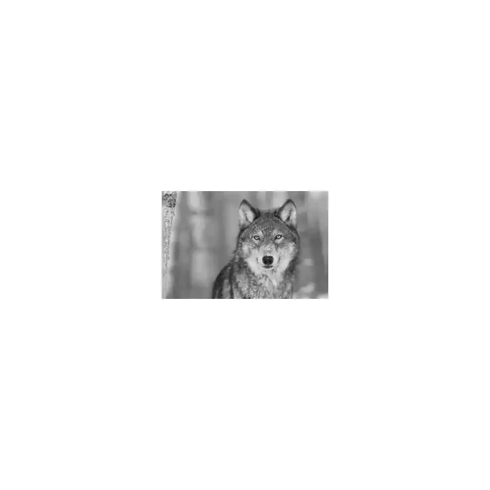 Fotomural Lobo FAN032, 200cm. x 133cm., Vinilo Autoadhesivo Mate, Blanco y Negro, Original, 0x0x0x0 cm.