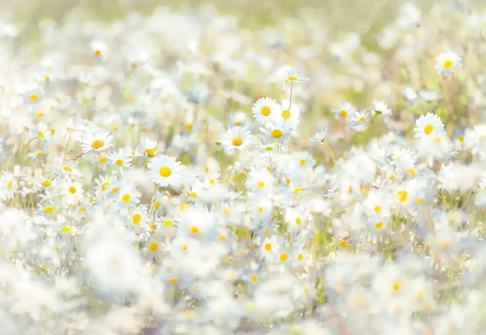 fotomural margaritas amarillo, blanco y verde de Sanders & Sanders – 612139