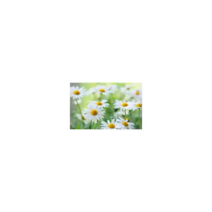 Fotomural Margaritas FFL007, 100cm. x 250cm., Vinilo Autoadhesivo Mate, Todo Color, Invertir, 0x0x0x0 cm.