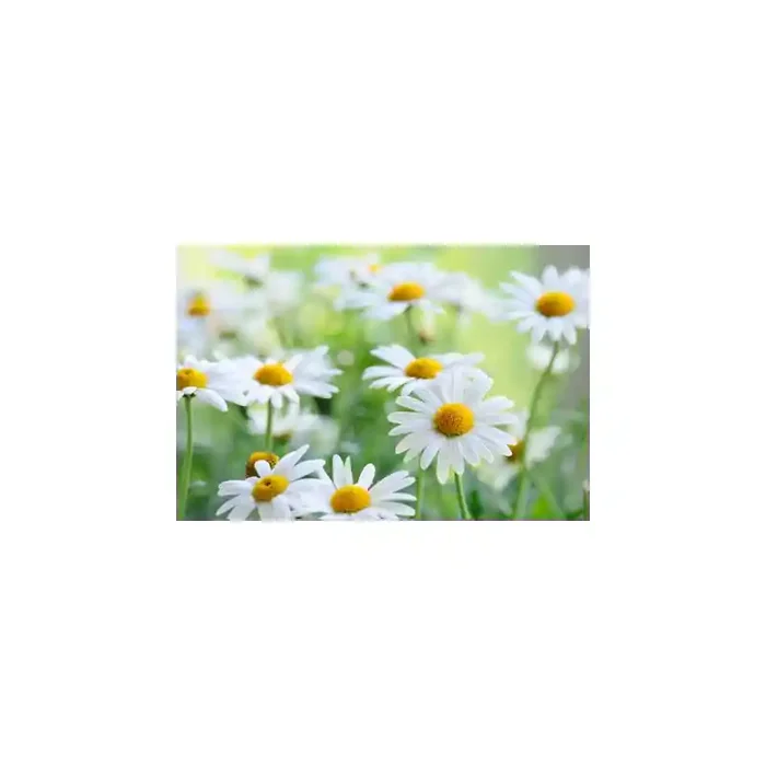 Fotomural Margaritas FFL007, 100cm. x 67cm., Vinilo Autoadhesivo Mate, Todo Color, Original, 0x0x0x0 cm.
