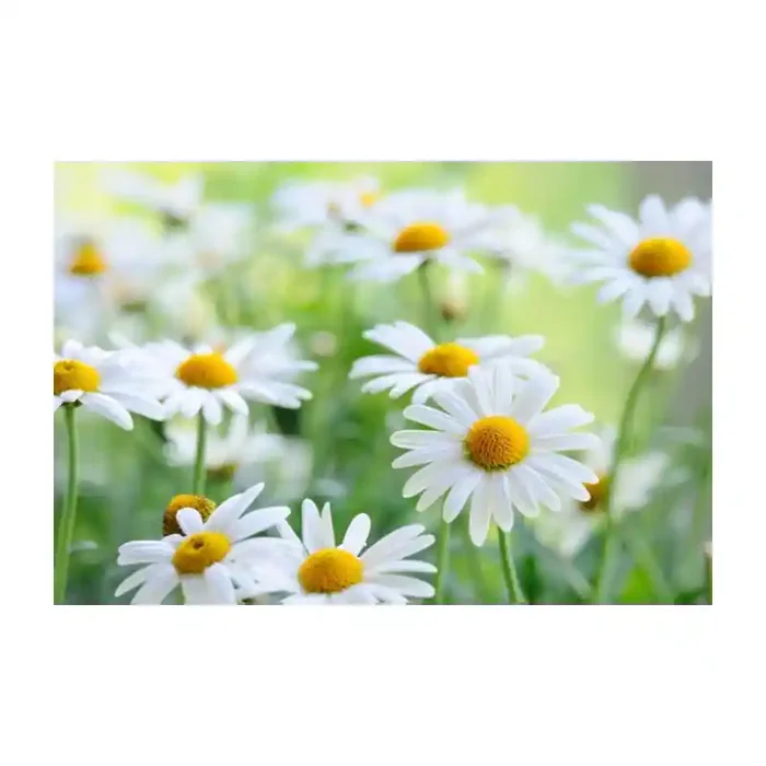 Fotomural Margaritas FFL007, 180cm. x 119.7cm., Vinilo Autoadhesivo Mate, Todo Color, Original, 0x0x0x0 cm.