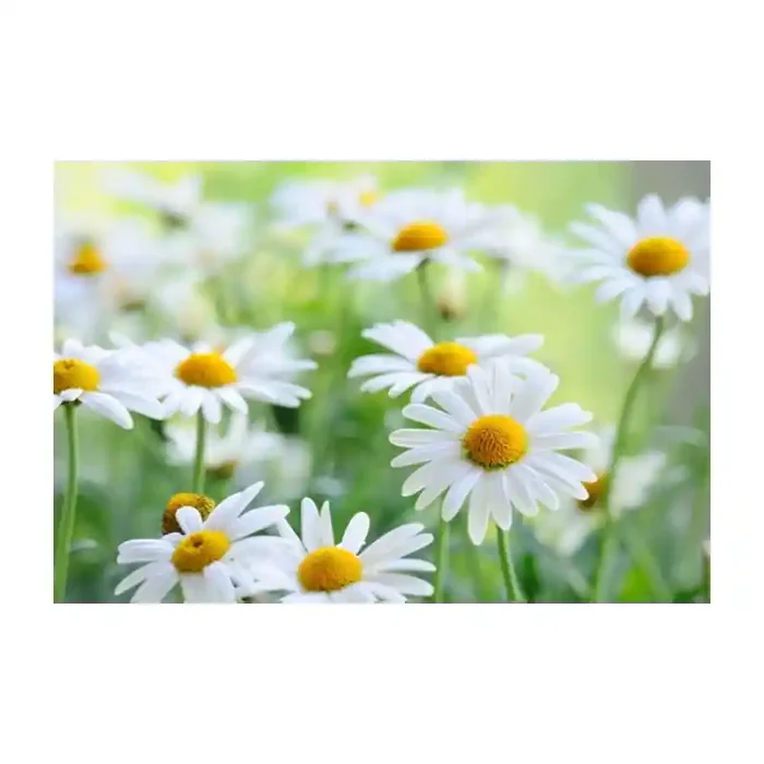 Fotomural Margaritas FFL007, 190cm. x 126.3cm., Vinilo Autoadhesivo Mate, Todo Color, Original, 0x0x0x0 cm.