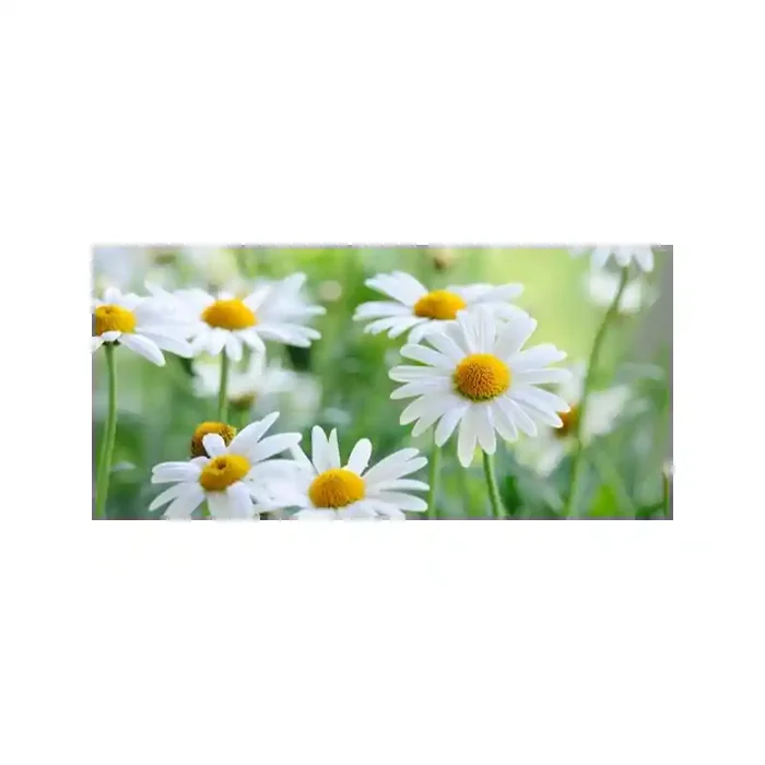 Fotomural Margaritas FFL007, 250cm. x 116cm., Vinilo Autoadhesivo Mate, Todo Color, Original, 0x50.25x0x0 cm.