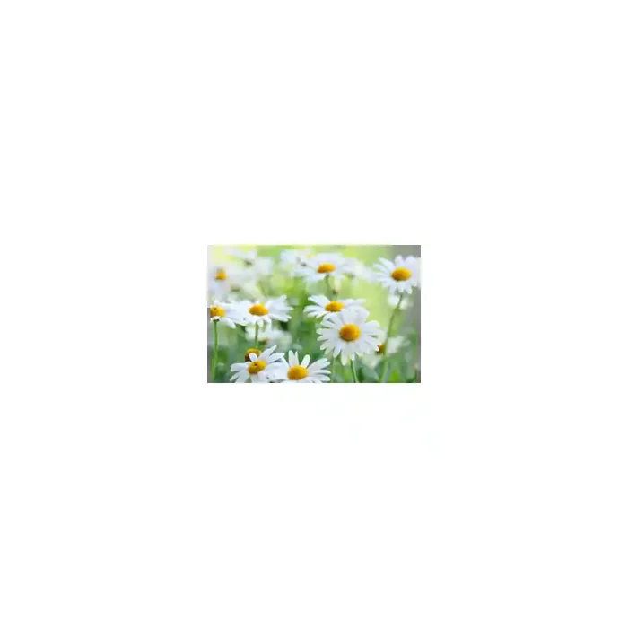 Fotomural Margaritas FFL007, 270cm. x 240cm., Vinilo Autoadhesivo Mate, Todo Color, Original, 0x0x0x0 cm.