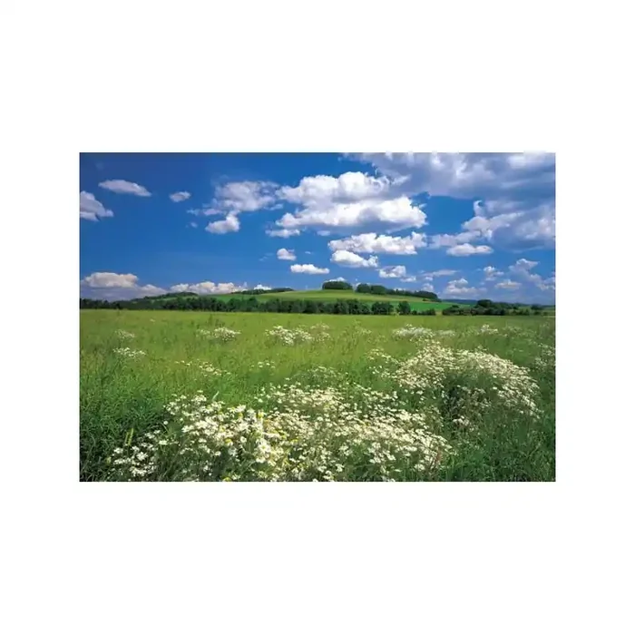 Fotomural MEADOW
