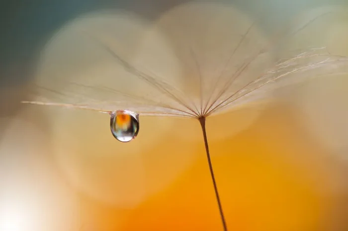 fotomural morning drop naranja cálido de Sanders & Sanders – 601023
