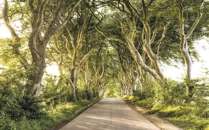 fotomural naturaleza verde de Sanders & Sanders – 612514