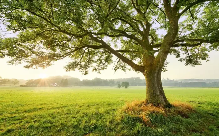 fotomural naturaleza verde de Sanders & Sanders – 612671