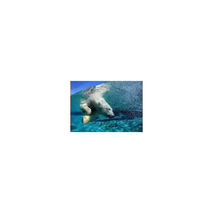 Fotomural Oso Polar FAN009, 300cm. x 216cm., Vinilo Autoadhesivo Mate, Todo Color, Original, 0x0x0x0 cm.