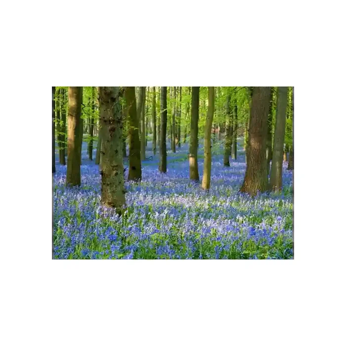 Fotomural Paisagem Flores FNA008, 360cm. x 260cm., Vinilo Autoadhesivo Mate, Todo Color, Original, 14.26x0x14.26×0 cm.