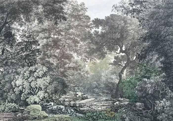 fotomural paisaje boscoso gris de Komar – 612806