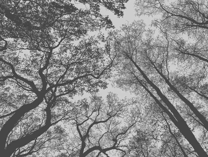 fotomural paisaje boscoso gris y negro de One Wall one Role – AS-382401