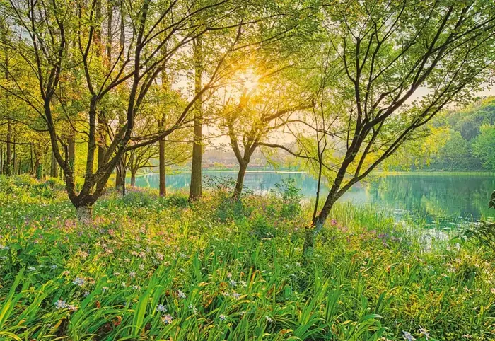 fotomural paisaje boscoso verde de Komar – 610987