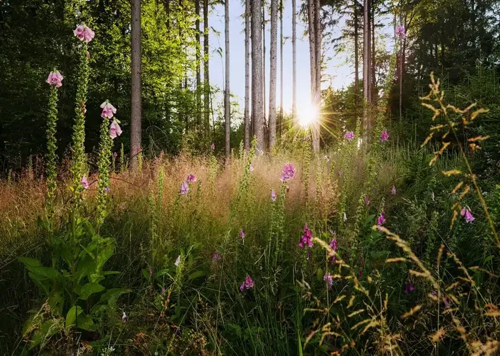 fotomural paisaje boscoso verde de Komar – 611634