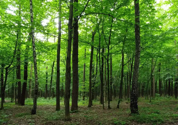 fotomural paisaje boscoso verde de Sanders & Sanders – 600415