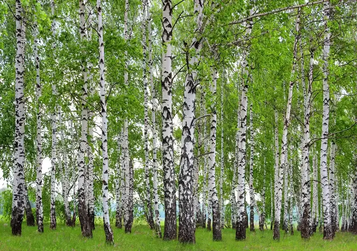 fotomural paisaje boscoso verde de Sanders & Sanders – 600417